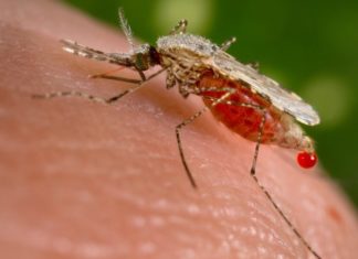 Dragonchain Announces Partnership with Humanitarian Organization M2030, Facilitating Donation Processes with Blockchain to Fight Malaria